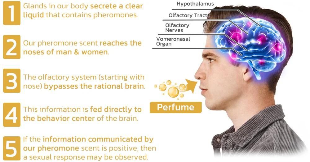 Scientifically Verified and Proven Effective Dopamine Ring