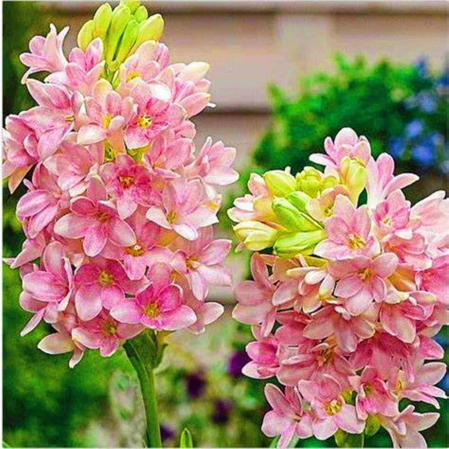 ?Rajnigandha Double Patel Tuberose Bulbs (Pack of 2)