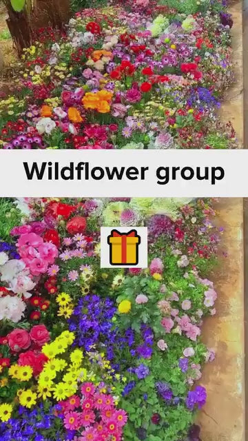 Varieties of Flower Seeds And Plant Growth Supplement Free